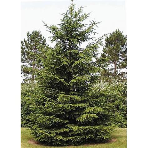 norway spruce plant spacing